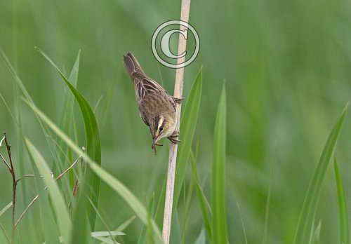 Sedge Warbler DM1807